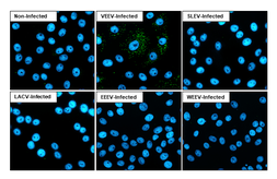 Anti-Venezuelan Equine Encephalitis Virus nsP3 antibody [HL1502] used in Immunocytochemistry/ Immunofluorescence (ICC/IF). GTX636976